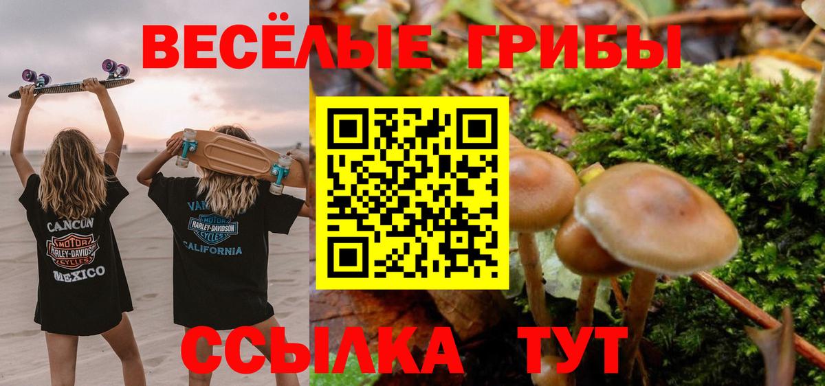 Шебекино  Псилоцибиновые грибы прущие грибы  где купить наркоту  Псилоцибиновые грибы мицелий  Вход с VPN 